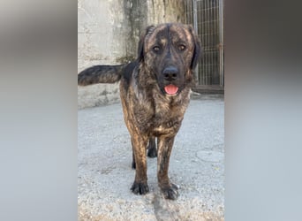 Ludwig ❤️ unser lieber, verschmuster Jungrüde!