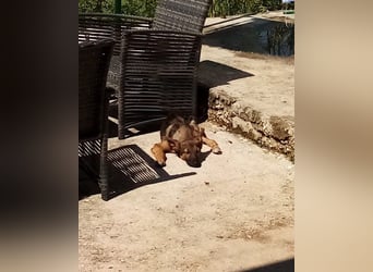 Liebevolles Fellnäschen Bebo -  liebt jeden, ob Mensch, Hund oder Katze