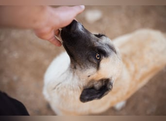Sofia ♥️ liebe und aktive HSH-Mix-Junghündin