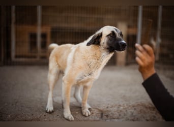 Sofia ♥️ liebe und aktive HSH-Mix-Junghündin