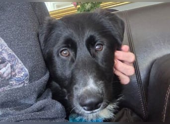 Sienna süße junge Schäfi-Mix-Schnute