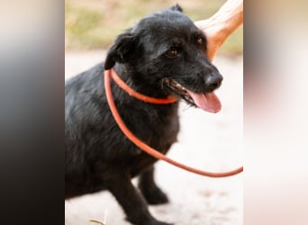 Traumhündin Ebony ❤️ verträglich, lieb, offen!