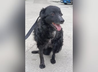 Nox ❤️ liebevoller Kämpfer auf 3-Beinen