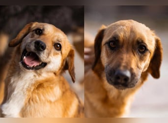 Linda & Luna -  dein Duo-Dreamteam auf 4 Pfoten