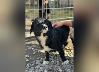 BOBI❤️sanfter, liebevoller & treuer Schatz sucht ein Zuhause voller Liebe!