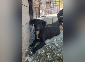 Herziges Welpenmädl Ava ❤️ so lieb, neugierig & verspielt!