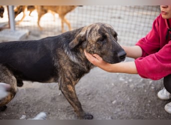 Ludwig ❤️ unser lieber, verschmuster Jungrüde!
