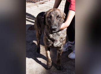 Ludwig ❤️ unser lieber, verschmuster Jungrüde!