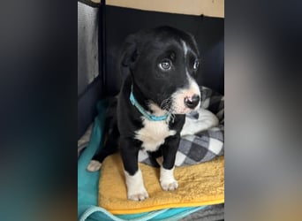 Welpe LENNI❤️kleiner Entdecker sucht sein großes Glück!