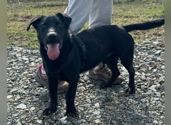 Blacky Aron ♥️ so verschmuster & verspielter Rüde