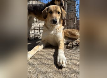 Klausi ❤️ sanft, sensibel + sucht Halt & Liebe