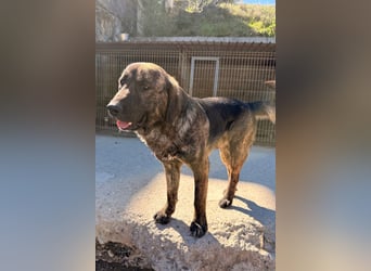 Ludwig ❤️ unser lieber, verschmuster Jungrüde!