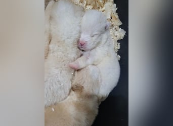 Klein ♥Luan♥ fröhlicher, neugieriger Welpenbub