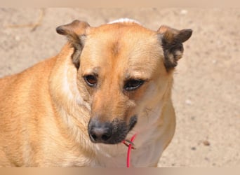 ♥Micka♥ liebt Menschen, Hunde & Katzen