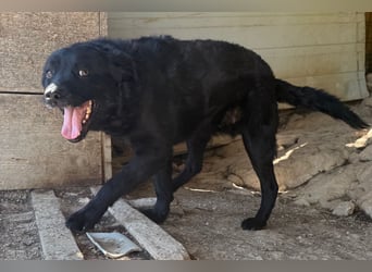 Bruce ❤️ Sanftmütig, loyal, verschmust!