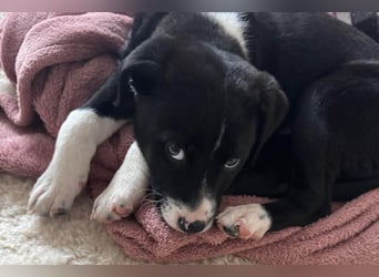 Welpe LENNI❤️kleiner Entdecker sucht sein großes Glück!