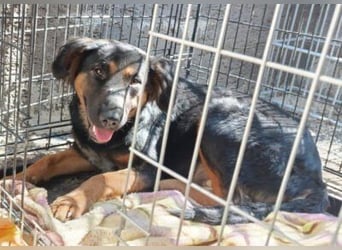 Kleine, schüchterne Vaiana = sucht Liebe und Treue