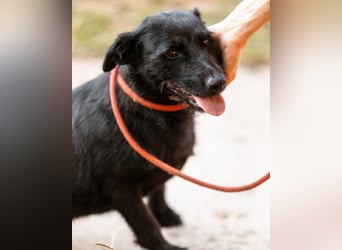 Traumhündin Ebony ❤️ verträglich, lieb, offen!