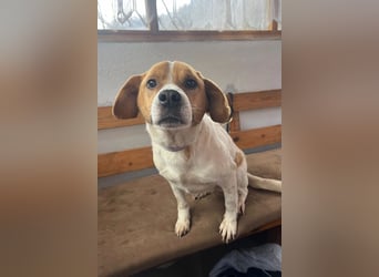 Sony ❤️ Familienhund mit großem Herzen
