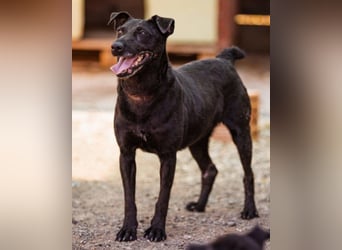 Hana - wundervolle, liebe Zuckerschnute mit einem kleinen Tick