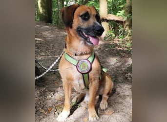 Toller Rüde ♥ Taro ♥ wartet bereits in 24885 Sieverstedt