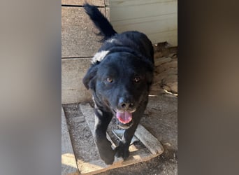 Bruce ❤️ Sanftmütig, loyal, verschmust!