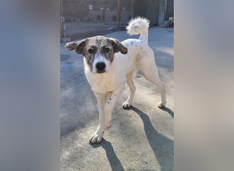 Junghündin♥ Liv-Marie ♥ liebstes Pfotenherz sucht zeitnah Pflegestelle,am Besten ihre eigene Familie