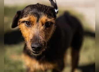 RICARDA❤️sanfte Terrier-Dame mit großem Herz sucht liebevolles Zuhause