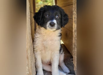 Süße Welpin ♥Suki♥ sucht ihre Menschen