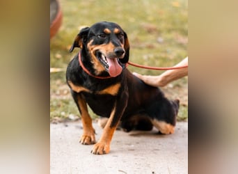 Lieber, aufgeschlossener Bliss ❤️ sucht sein neues Zuhause