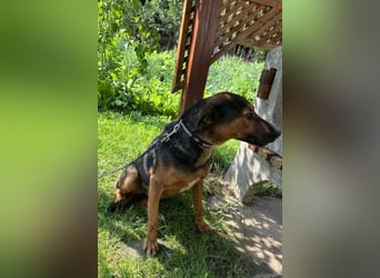 Katzenfreund Oskar - sanfter verschmuster Rüde