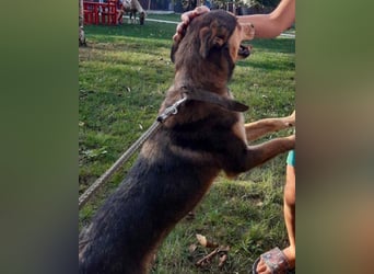 freundliche, liebevolle Mix-Hundedame Lizzy