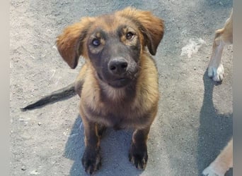 Bub ♥Bertie♥ lieber, fröhlicher Jungrüde