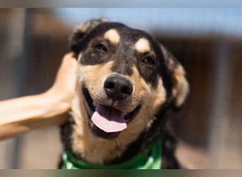 Norio ❤️ kuschliger, verspielter junger Hundebub