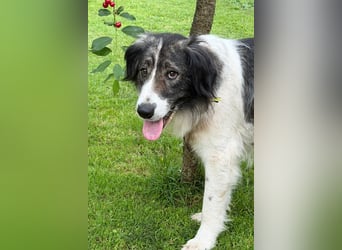 ♥Milla♥ liebe, ruhige Hündin auch kinder- und katzenfreundlich