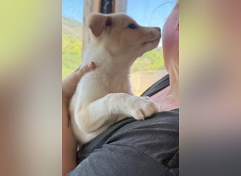 Welpin ♥Tina♥ hofft nun auf Liebe & Treue