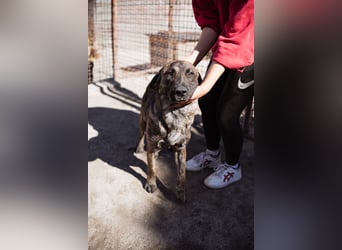 Ludwig ❤️ unser lieber, verschmuster Jungrüde!