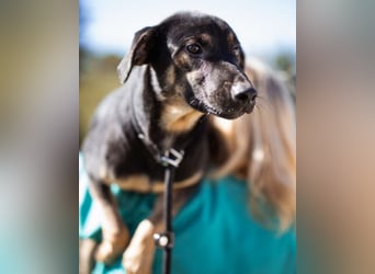 FRIDA❤️Terrier-Mix-Sonnenscheinchen sucht ihr Zuhause voller Liebe