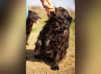 Norman - ein rundum toller Rüde