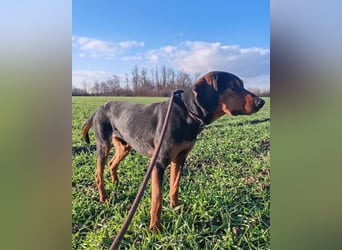 Lieber & menschenbezogener Jimmy ❤️ sucht sein neues Zuhause