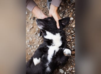 BOBI❤️sanfter, liebevoller & treuer Schatz sucht ein Zuhause voller Liebe!