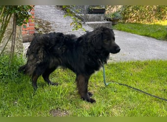 BIMBO❤️freundlicher, ruhiger Fellschnuffel - liebt einfach alles und jeden um sich herum