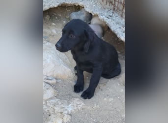 Knutschkugel GRACIE❤️zauberhaftes Fellschnute sucht ihr Zuhause fürs Leben