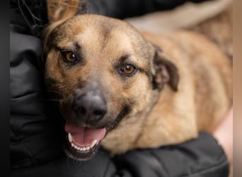 Good-Boy LINO❤️zutraulich, sozial & aufgeschlossen