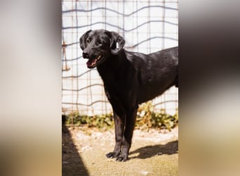 PRINCE❤️sanfter, sozialer Hundebub wartet auf seine Chance