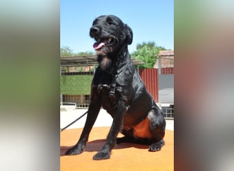 LEMMY❤️in 21075 Hamburg: ein harmonischer, treuer Begleiter sucht sein Happy End