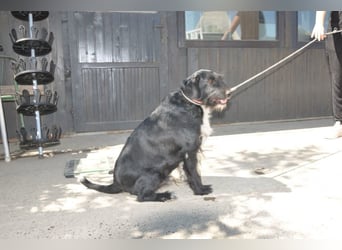 Familienrüde Tinko  - Schnauzer-Mix sucht sein Glück
