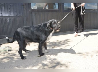 Familienrüde Tinko  - Schnauzer-Mix sucht sein Glück