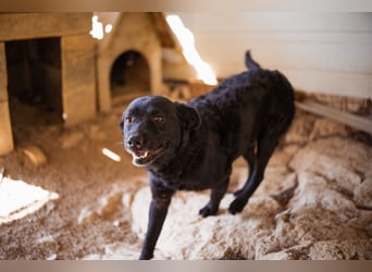 Bruce ❤️ Sanftmütig, loyal, verschmust!