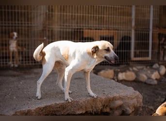 Liebe Nala möchte bei dir einziehen